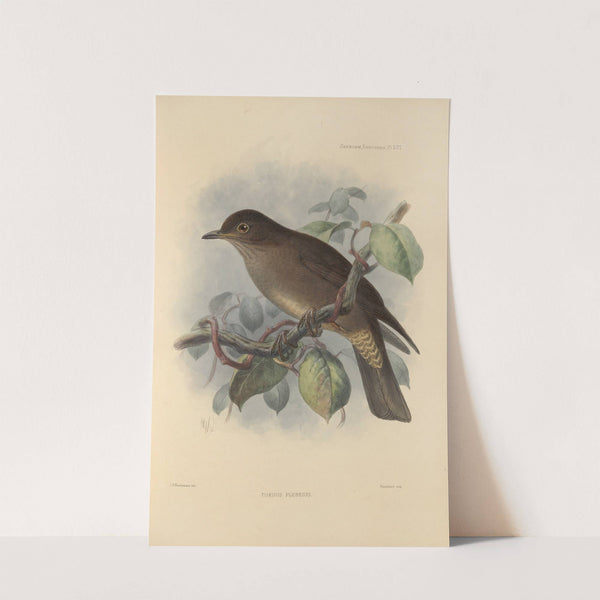 Turdus Plebeius (1899-1902) by Henry Seebohm