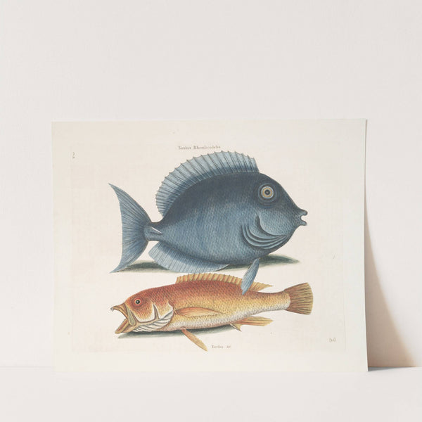 Turdus Rhomboidalis, The Tang; Turdus &c., The Yellow Fish. by Mark Catesby