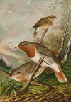 Turdus ruficollis