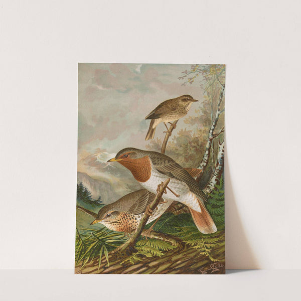 Turdus ruficollis by Johann Friedrich Naumann