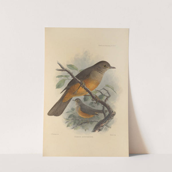 Turdus Rufiventer (1899-1902) by Henry Seebohm