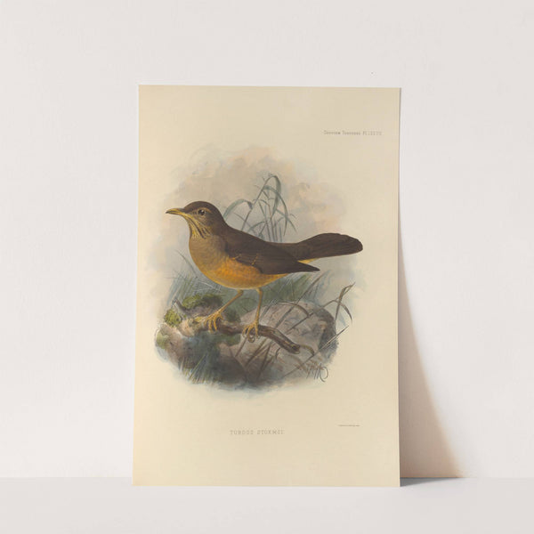 Turdus Stormsi (1899-1902) by Henry Seebohm