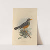 Turdus Tephronotus (1899-1902) by Henry Seebohm