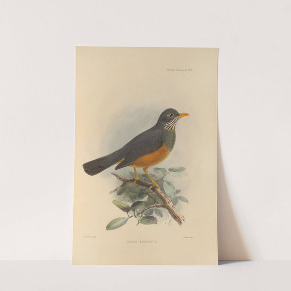 Turdus Tephronotus (1899-1902) by Henry Seebohm