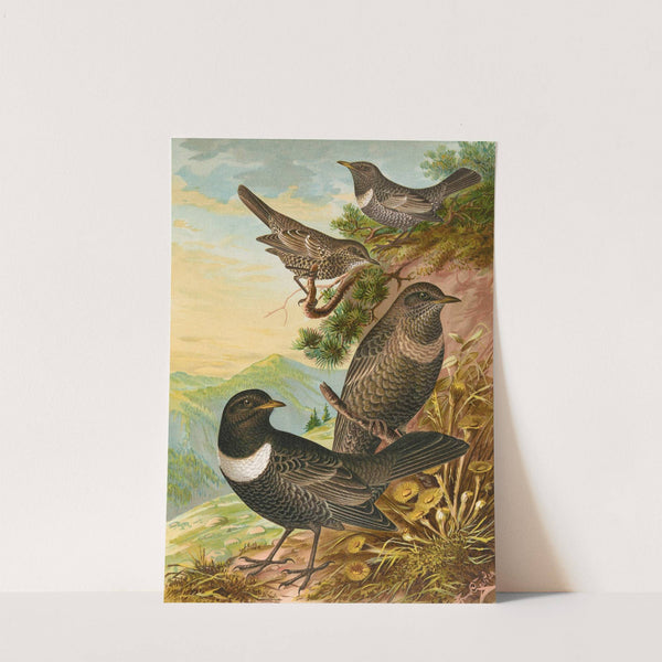 Turdus torquatus by Johann Friedrich Naumann