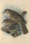 Turdus Viscivorus (1899-1902)