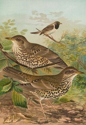 Turdus viscivorus, Turdus atrigularis