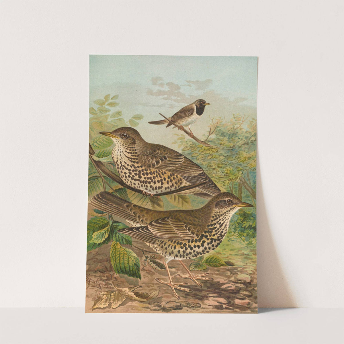 Turdus viscivorus, Turdus atrigularis by Johann Friedrich Naumann
