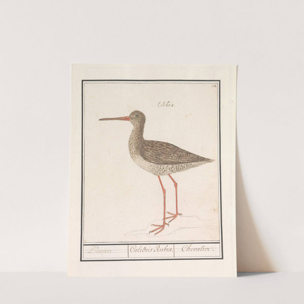 Tureluur (Tringa totanus) (1596-1610) by Anselmus Boëtius de Boodt