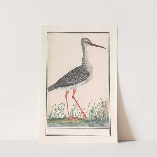 Tureluur (Tringa totanus) (1596-1610) by Anselmus Boëtius de Boodt