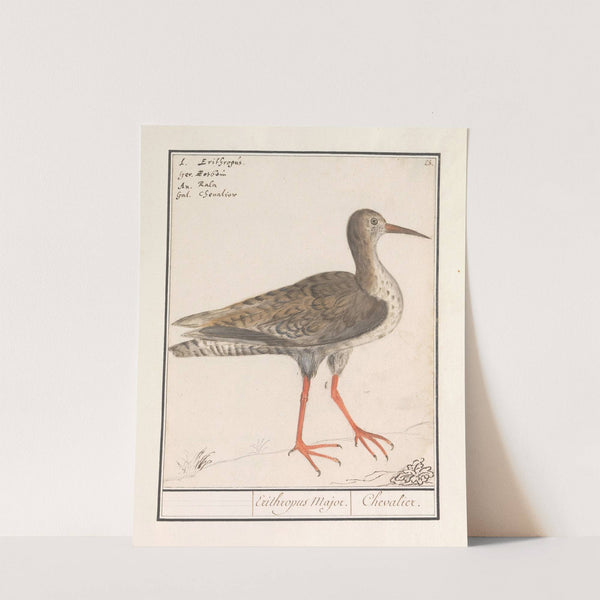 Tureluur (Tringa totanus) (1596-1610) by Anselmus Boëtius de Boodt