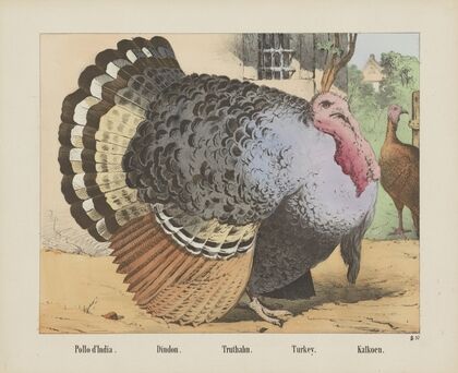 Turkey (1829-1880)