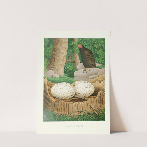 Turkey Buzzard (1882) by Edwin L. Sheppard