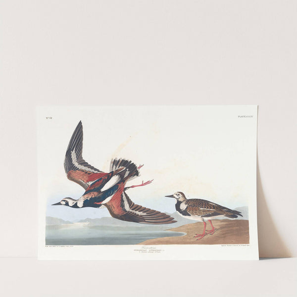 Turn-stone (1827–1838) by John James Audubon