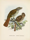 Turnagra hectori and Turnagra crassirostris