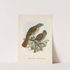 Turnagra hectori and Turnagra crassirostris by John Gerrard Keulemans