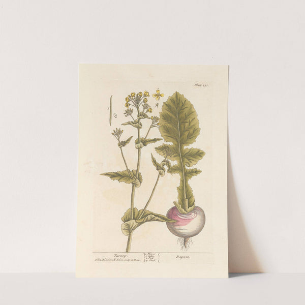 Turnep by Elizabeth Blackwell