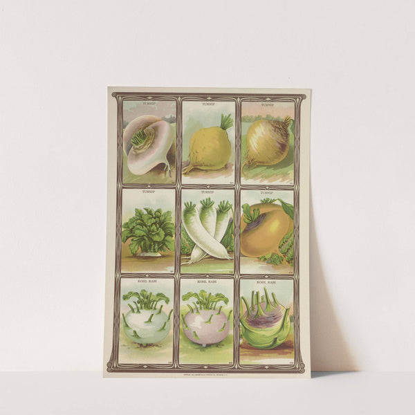 Turnip, Kohl Rabi (1921) by Genesee Valley Lithograph Co.