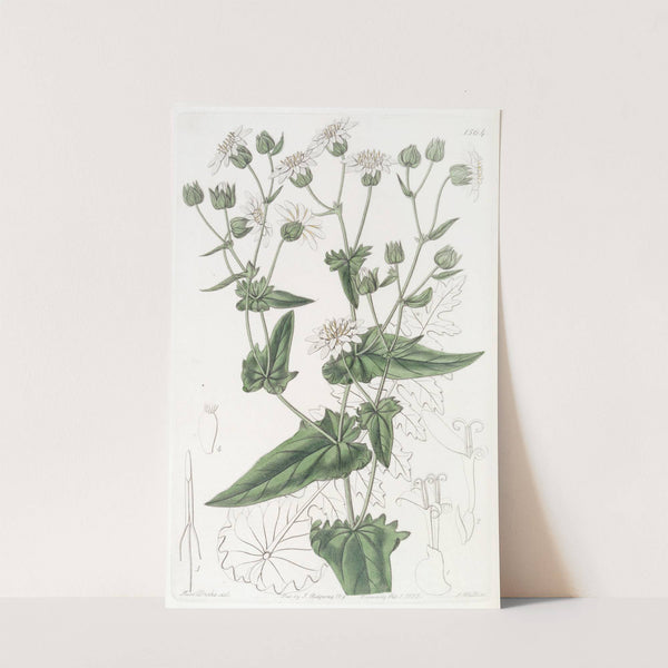 Turnip-leaved Musk-Succory by Sydenham Edwards