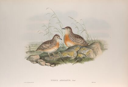 Turnix africanus. Andalusian Turnix. (1862-1873)