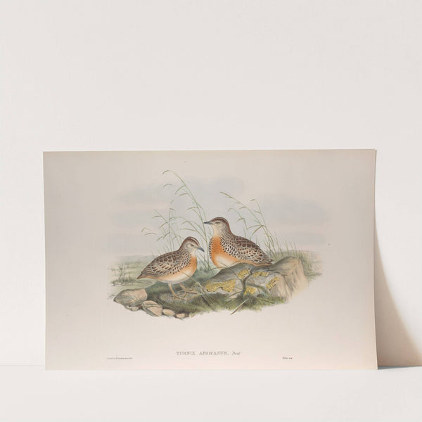 Turnix africanus. Andalusian Turnix. (1862-1873) by John Gould