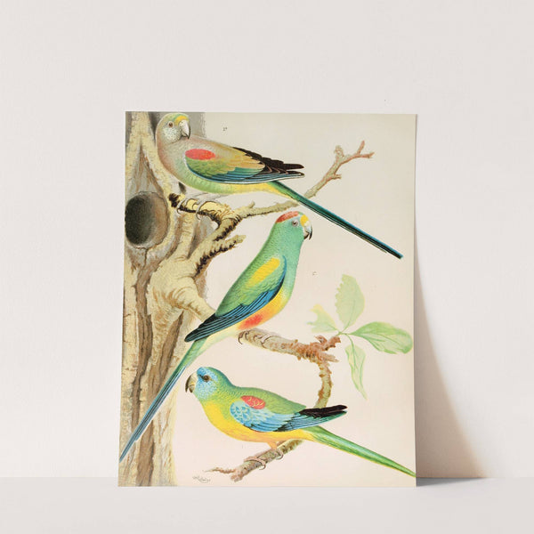 Turquoisine Parrakeet, Many Coloured Parrakeets by W. A . Blakston