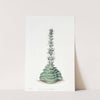 Turretted Crassula by Sydenham Edwards