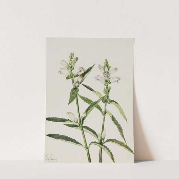 Turtlehead (Chelone glabra) (1926) by Mary Vaux Walcott