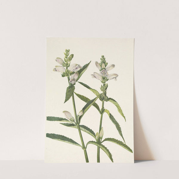 Turtlehead. Chelone glabra (1925) by Mary Vaux Walcott