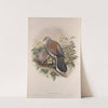 Turtur auritus. Turtle-Dove. (1862-1873) by John Gould