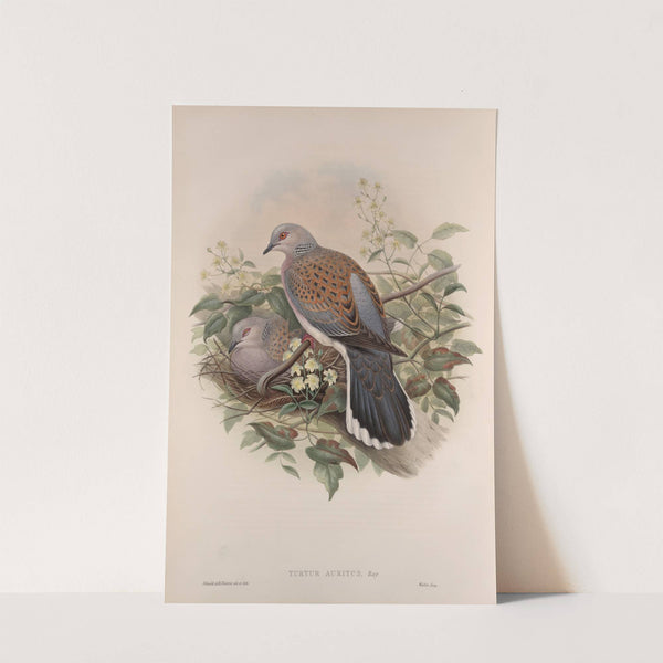 Turtur auritus. Turtle-Dove. (1862-1873) by John Gould