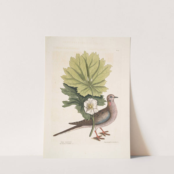 Turtur Caroliniensis, The Turtle of Carolina; Anapodophyllon Canadense &c. , The May Apple. by Mark Catesby