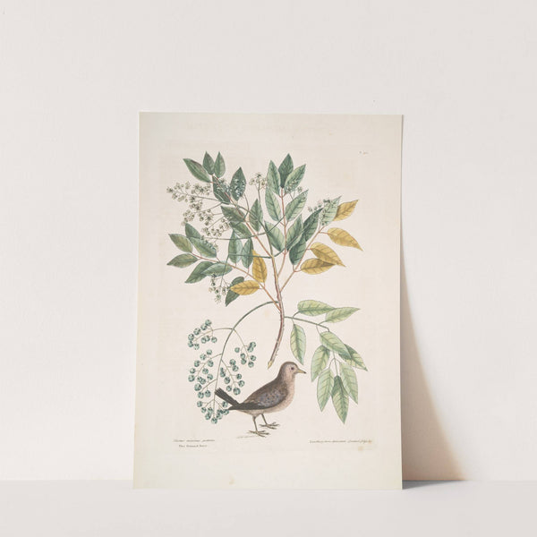 Turtur minimus guttatus, The Ground Dove; Zanthoxylum spinosum Lentisci foliis, &c., The Pellitory, or Tooth-ach Tree. (1754) by Mark Catesby