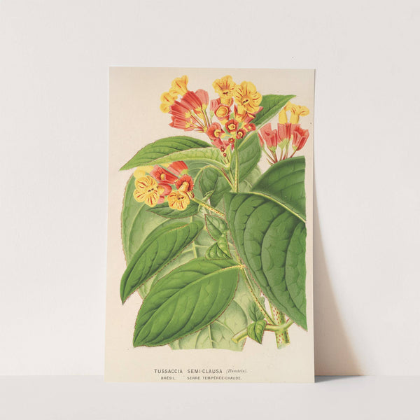 Tussaccia semi-clausa by Charles Antoine Lemaire