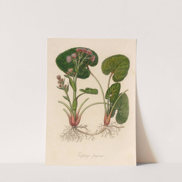 Tussilago fragrans (1818-1824) by Gaetano Savi