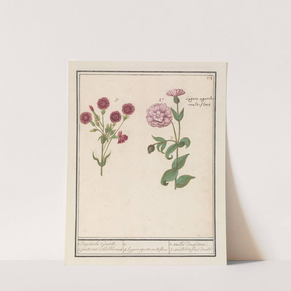 Twee anjers (Dianthus) 1. Engelsche Gentille. 2. jenelle met dobbelbloemen (1596-1610) by Anselmus Boëtius de Boodt