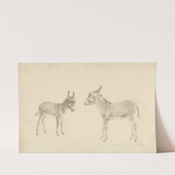 Twee ezels (1787 - 1847) by Josephus Augustus Knip