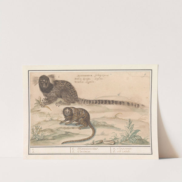 Twee gewone penseelapen (Callithrix jacchus) 1. 2. 1. Mammonelus. 2. Caitaia. (1596-1610) by Anselmus Boëtius de Boodt