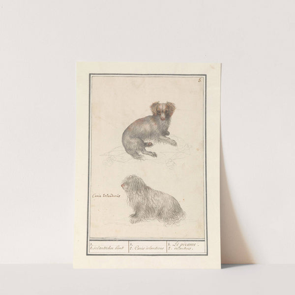 Twee honden (Canis lupus familiaris) 1. 2. irlandschen hond 1. 2. Canis irlandicus (1596-1610) by Anselmus Boëtius de Boodt