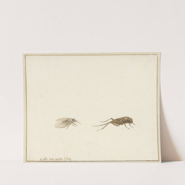 Twee insecten by Gerardus van Veen