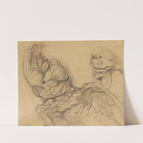 Twee kaketoes, ten halven lijven by Bernard Willem Wierink