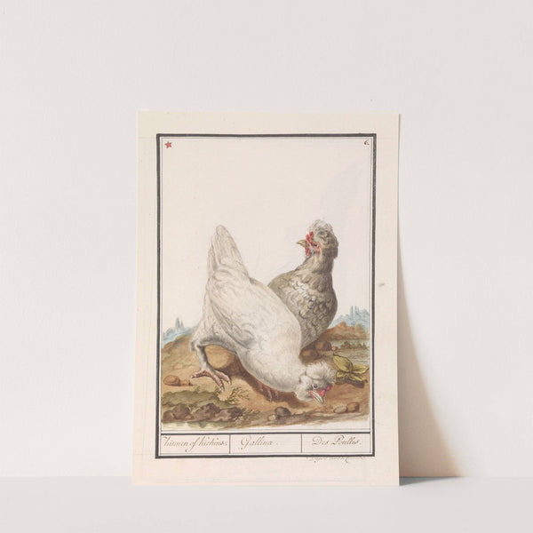 Twee kippen (Gallus gallus domesticus) (1596-1610) by Anselmus Boëtius de Boodt