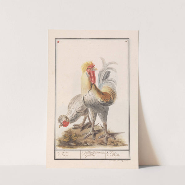 Twee kippen (Gallus gallus domesticus). (1596-1610) by Anselmus Boëtius de Boodt