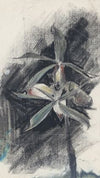 Twee orchideeën