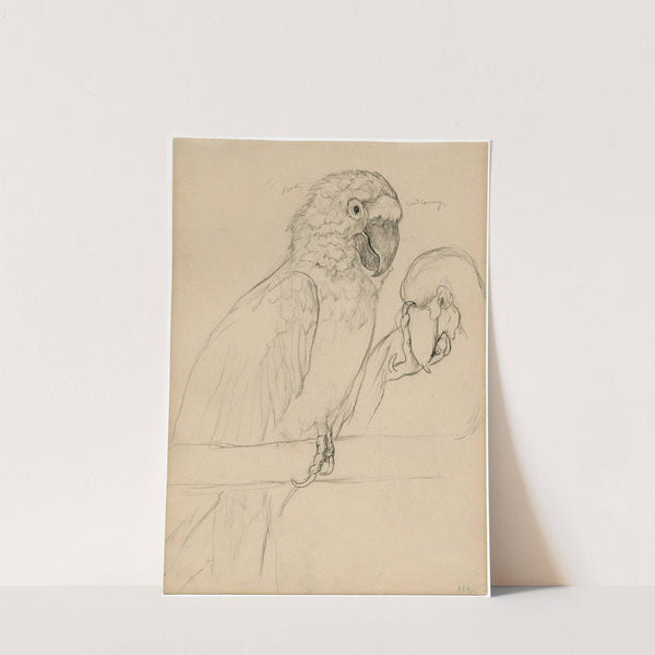 Twee papegaaien by Theo van Hoytema