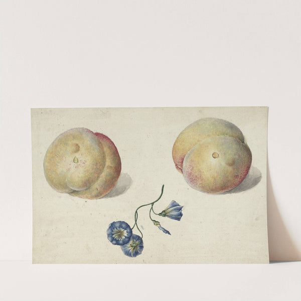 Twee perzikken en een bloem by Georgius Jacobus Johannes van Os