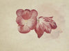Twee rode tulpen
