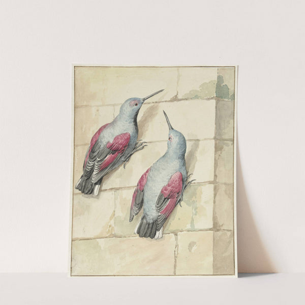 Twee rotskruipers, blauw en paars, op een muur (1720 - 1792) by Aert Schouman