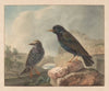 Twee spreeuwen