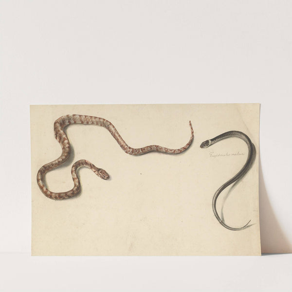 Twee tropische slangen (1824 - 1900) by Albertus Steenbergen